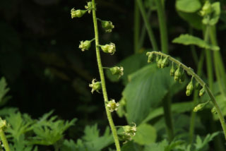 Tellima grandiflora  bestellen